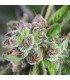 Watermelon Zkittlez fem. Pyramid Seeds