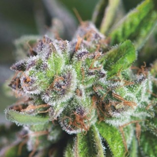 Watermelon Zkittlez fem. Pyramid Seeds