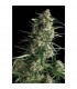 Galaxy  1 u. blister x 12 u. fem. Pyramid Seeds