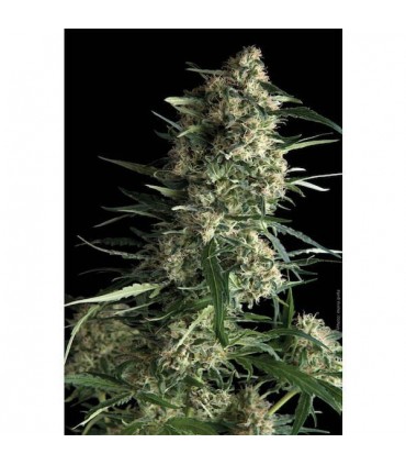 Galaxy  1 u. blister x 12 u. fem. Pyramid Seeds