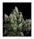 Tutankhamon  1 u. blister x 12 u. fem. Pyramid Seeds