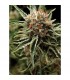 Shark  1 u. blister x 12 u. fem. Pyramid Seeds