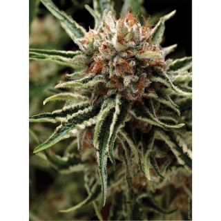 Shark  1 u. blister x 12 u. fem. Pyramid Seeds