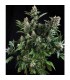 White Widow  1 u. blister x 12 u. fem. Pyramid Seeds