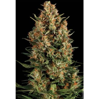 Wembley  1 u. blister x 12 u. fem. Pyramid Seeds
