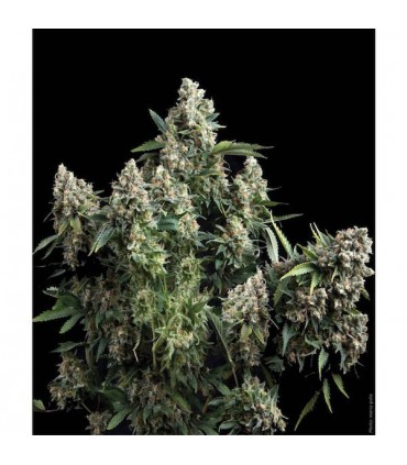Auto Tutankhamon  1 u. blister x  12 u. fem. Pyramid Seeds