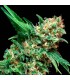 Auto Alpujarreña  1 u. Blister x 12 u. fem. Pyramid Seeds