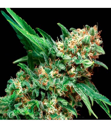 Auto Alpujarreña  1 u. Blister x 12 u. fem. Pyramid Seeds