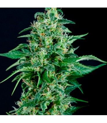 Auto Kryptonite  3 u. fem. Pyramid Seeds