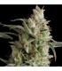 Super Og Kush  3 u. fem. Pyramid Seeds