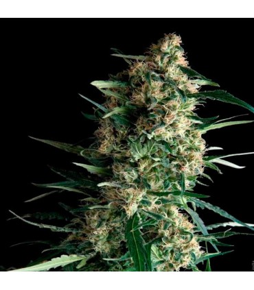 Auto Amnesia Gold  1 u. blister x  12 u. fem. Pyramid Seeds