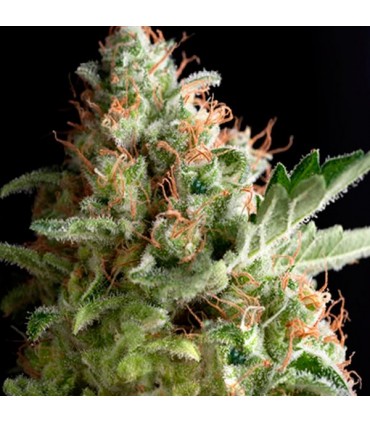 American Pie  3 u. fem. Pyramid Seeds