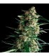 Amnesia Gold  3 u. fem. Pyramid Seeds