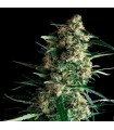 Amnesia Gold  5 u. fem. Pyramid Seeds
