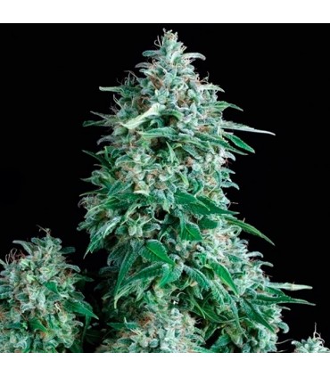 Anubis 3 u. fem. Pyramid Seeds