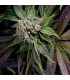 Blue Pyramid 3 u. Fem. Pyramid Seeds