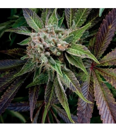 Blue Pyramid 5 u. Fem. Pyramid Seeds