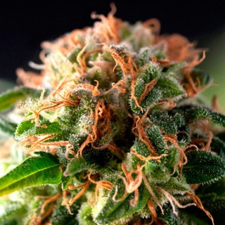 Fresh Candy 3 u. fem. Pyramid Seeds