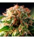 Fresh Candy 5 u. fem. Pyramid Seeds