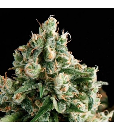 Lennon 5 u. fem. Pyramid Seeds