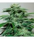 Northern Lights 5 u. fem. Pyramid Seeds