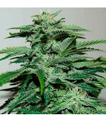 Northern Lights 5 u. fem. Pyramid Seeds
