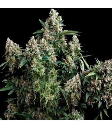 Tutankhamon  3 u. fem. Pyramid Seeds