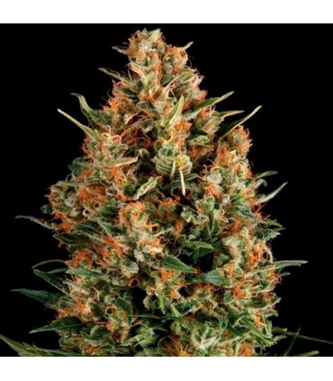 Wembley  3 u. fem. Pyramid Seeds