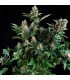 White Widow  5 u. fem Pyramid Seeds