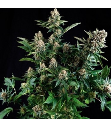 White Widow  5 u. fem Pyramid Seeds