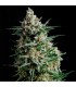 Anesthesia  5 u. Fem Pyramid Seeds