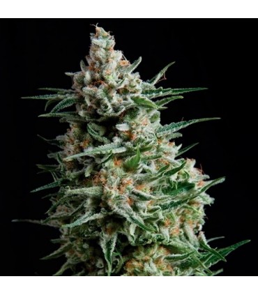 Anesthesia  5 u. Fem Pyramid Seeds