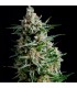 Auto Anesthesia  3 u. fem. Pyramid Seeds