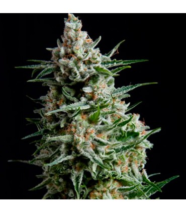 Auto Anesthesia  3 u. fem. Pyramid Seeds