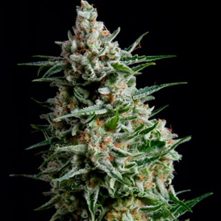 Auto Anesthesia  5 u. fem. Pyramid Seeds