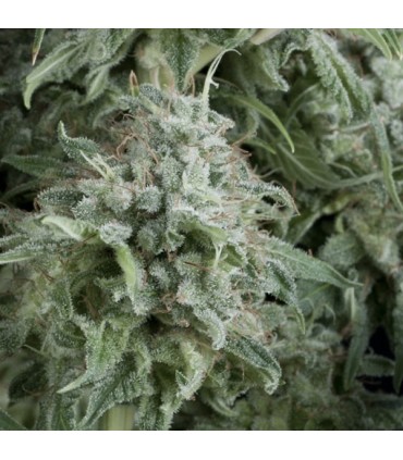 Auto Anubis  5 u. fem. Pyramid Seeds