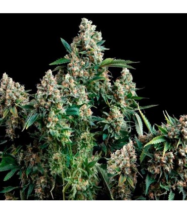 Auto Blue Pyramid  3  u. fem. Pyramid Seeds