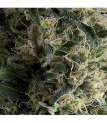 Auto Galaxy  3 u. fem. Pyramid Seeds