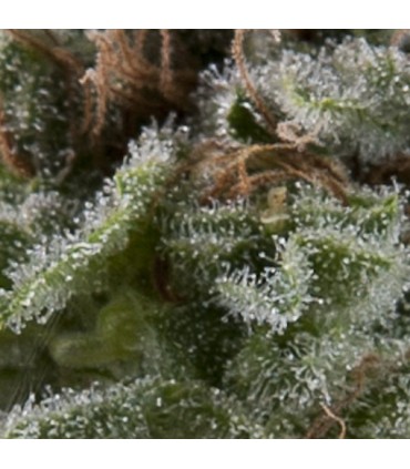 Auto Lennon  5 u. fem Pyramid Seeds