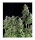 Auto Northern Lights  3 u. fem Pyramid Seeds
