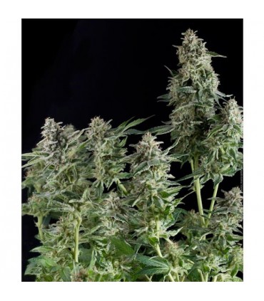 Auto Northern Lights  3 u. fem Pyramid Seeds