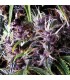 Auto Purple  5 u. fem. Pyramid Seeds
