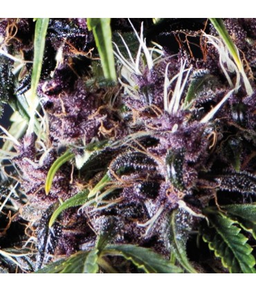 Auto Purple  5 u. fem. Pyramid Seeds