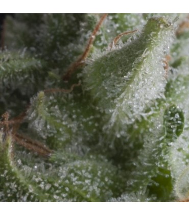 Auto Shark  3 u. fem Pyramid Seeds