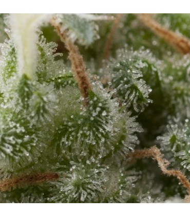 Auto Super Hash  5 u. fem. Pyramid Seeds