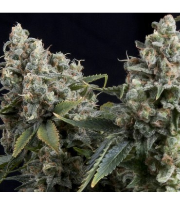 Auto Tutankhamon  5 u. fem. Pyramid seeds