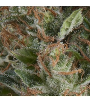 Auto Wembley  3 u. fem. Pyramid Seeds