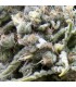 Auto White Widow  3 u. fem. Pyramid Seeds