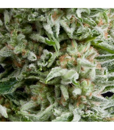 Auto Amnesia Gold  5 u. fem. Pyramid Seeds