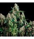 Auto Blue Pyramid  5 u. fem. Pyramid Seeds